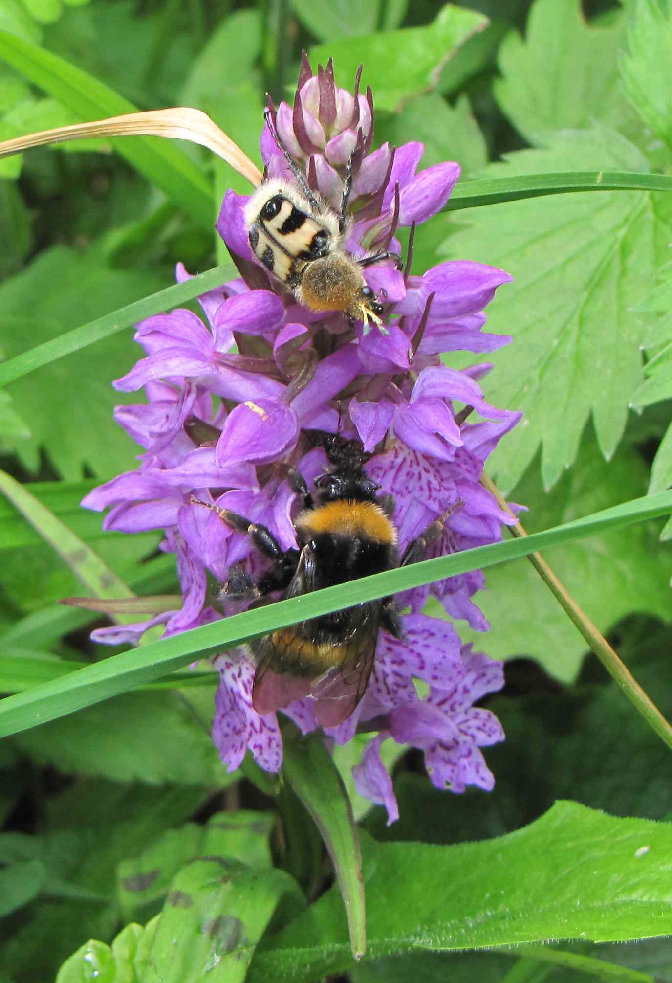 Trichius sp.